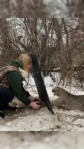 The girl rescues the lynx from the animal trap, and it follows her all the way home #biblelab #lynx 