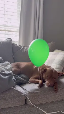 Got Mum dis balloon and it backfired 