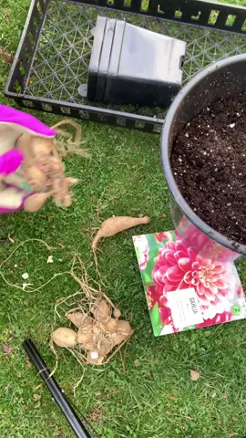 Plant dahlias with me. #FYP #foryou #foryoupage #Love #happy #smile #sunday #nature #pretty #flower #gardening #garden #dahlia #grow #plants #pink 