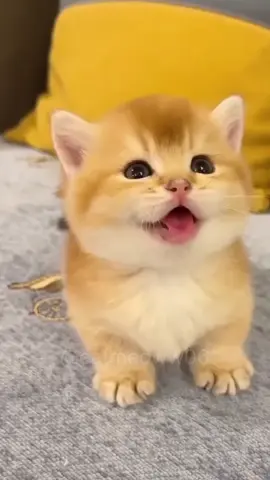 cute kitten’s meow🙈😻#kitten #cat #meow #viral 