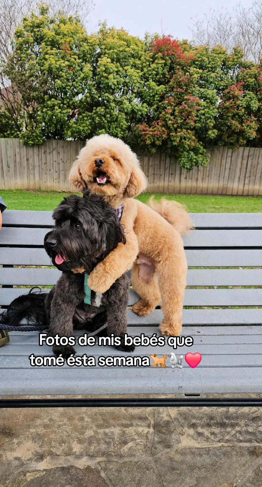 ustedes cuantas fotos al día toman de sus perrijos?😅 Oreo & Kevin #perrijos #mascotastiktok #unacaricia #poodlesoftiktok #doglovers #fotosdeperros #amorperruno #caniches#mamaperruna #dogpics 