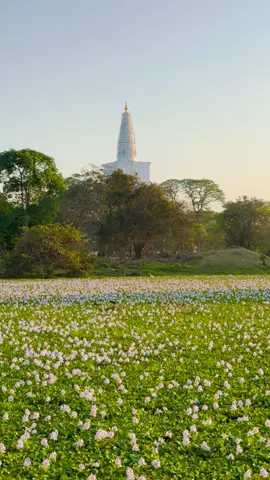 අනුරාධපුරේ…… ♥️🇱🇰 #srilanka #anuradhapura #ceylon #ruwanweliseya #travel #fyp #buddhism #lake #anuradhapura_sri_lanka🇱🇰 #travelsrilanka #tiktoksrilanka #viral #nature #fromthepictures #explore #srilanka🇱🇰 