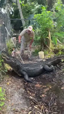 SnaggleTooth is one GIANT GATOR😳and I definitely am going to stay clear of his path😅 Being up close to these giant animals sure makes me think about what it would have been like living with Dinosaurs🤯 This gator is such a beautiful prehistoric beast and I'm definitely going to watch my step around him🙃🧐 • • • • #beautiful #giant #gator #wild #wildlife #prehistoric #beast #amazing #animals #fun #hungry #feeding #big #gators #life #nature #living #dinosaurs #tik #tok #tiktok #tiktokanimals 