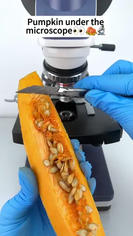 Would you dare to eat pumpkin blown up 400 times?#microscope 
