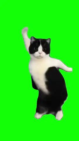 Cat belly dancing green screen meme #meme #cats #dancing #kitty #cute #dance #CapCut #fyp 