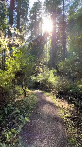 Quick journey through thw redwoods 🌲💙 #humboldtcounty #redwoods 