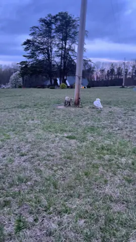 Toby and Ewenice are trying to figure out the whole interspecies play thing #poodle #lamb #sheep #babydollsheep #babydollsouthdown #farming #playtime #cute 