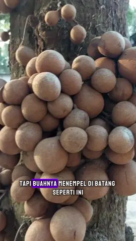 Buah kepel atau burahol saat ini sudah mulai langka. sekilas tampilannya mirip sawo, tapi buahnya menempel di batang.  Konon katanya, buah ini bisa membuat keringat tidak berbau lohh.  #kepel #burahol #buahkepel #buahkeraton #buahkraton 