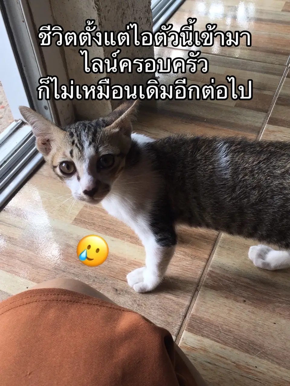 ไอเหมียวแกแย่งฟามรักก #ทาสแมว #แม่ไม่เลี้ยงนะ #แมว #ลูกแมว 