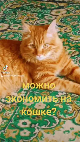 #рыжийкот #шерстяное #красивыйкотик #неэкономьте #попастьвреки 