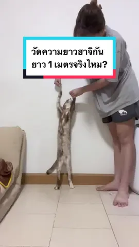 Replying to @อยากกำหมัดไปซัดหน้าเธอ จัง เสาธงต้องสูงเท่าไหร่นะคะ เดี๋ยวอีก 5 ปีมาวัดใหม่ 5555555555555 😂  @Hungry HaJi  @Hungry HaJi  #tiktokสัตว์เลี้ยง #hajicat8 #catsoftiktok #แมวจร #แมวเหมียว 