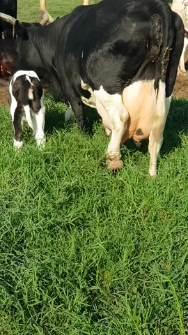 @Gen Ben Newly born #fyp #foryou #friesian #calf #newlybornbaby #holstein #firstgenerationfarmer #homesteadtofarm 