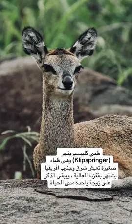 #رمضان_يجمعنا #مسز_معلومات #معلومة_جديدة_كل_يوم 