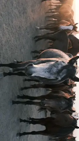 A touch of a South African Sunset for your eyeballs.  #cinematic #sounddesign #adobe #horses #video #cinematicvideo #southafrica #photography #cinematography #horsesoftiktok #nature #tiktokprime #videoediting #editing #premierpro @Artlist.io @DJI Official @adobevideo 