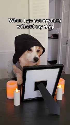 He’s joined the bark side #relatable #dogsoftiktok #dog 