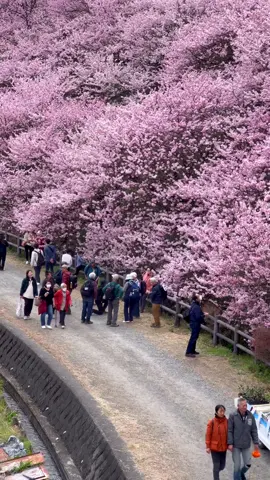 Currently in Japan 🇯🇵🌸 Harumeki Zakura is in full bloom in Minami Ashigara, Kanagawa, just a 2-hour train ride from Tokyo. 📍Location: Ichinoseki Harane, Minami Ashigara, Kanagawa Prefecture  Date: March 17, 2024 This’s probably the best location to see Harumeki zakura. Would you visit this place?  #japan #japantravels #travelgram #travel #南足柄 #cherryblossom #はるめきさくら #tokyo #japantrip #japanlife #japanvlog #nhậtbản #springjapan #harumekisakura #神奈川観光 #japantiktok #tiktokjapan #traveltiktok #nhatban #nhatban🇯🇵 