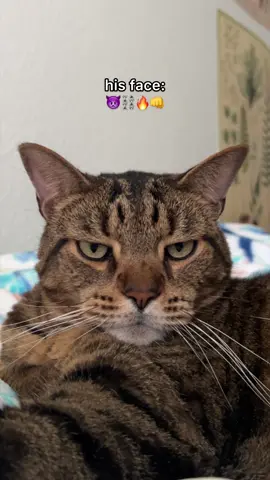 Atlas' face vs his voice #cat #funny #meow #memes #korn 
