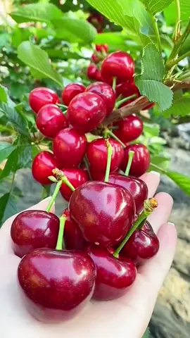👩🏻‍🌾👍🏻🫠🍒 The cherries are delicious and sweet, I really like them #omg #trending #tiktok #garden #fruit #travel 