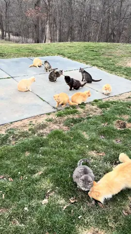 40 cat TNR (trap neuter return) job…here we go! No more kittens for this adorable group 🙌🏻 #catsoftiktok #cats #catrescue #fypシ #fypシ゚viral #cat 