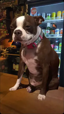 None of us have recovered yet 😫☘️🍻And no, we're not ready for the week 😞Come heal that hangover with some burgs and beer🍔🍻#jbsnoke #hangover #hungover #drink #drank #drunk #stpatricksday #nothingcompares2u  #cryingdog #funny   #Meme #MemeCut #CapCut 