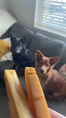 If you are going to buy anything on the tiktok shoo make it be these chews, your dog will thank you! ❤️🐾🐶🐄🧀 #scoutandremi #yakchew #dogchew 