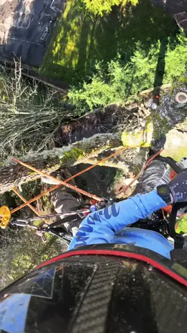 Flipping a tree top! #tree #trees #work #working #climber #climb #outside #Outdoors #sun #sky #chainsaw #chainsawman #chainsaws #lumber #wood #woodworking