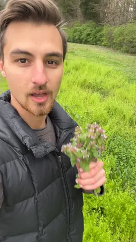 Take all of these! Find out what is native to your area and care for and propagate those species. Don’t worry about nonnative plants; instead, forage for them! #foraging #nature #purpledeadnettle