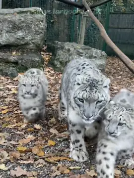snowe leopard cubs :3 ★ #snowleopard #capcut #edit #tiktok #fyp #snowleopardcub #cat #bigcat #silly #silliness 
