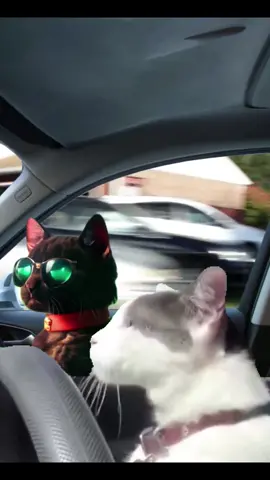 Me and my homie ridin… #cat #catlover #catdriving #catlovers #trending #viral #fpy #fpyシ 