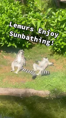 King Julian and Mort in another universe 🤣☀️ (Via - @summernewcomb) #Lemurs #LemursOfTikTok #InAnotherUniverse