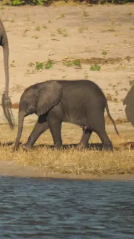 A female African elephant and her young calf drink from a watering hole in the heart of the savannah. 🐘💧 #WildlifeWonder #Motherhood #SavannahSerenity