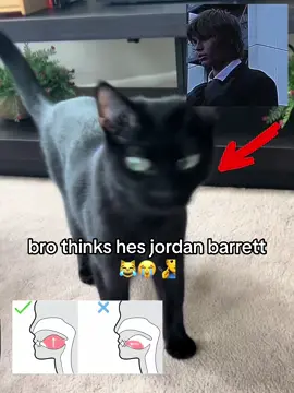 wait bc why are cats actually the moggers #jordanbarrett #chicolachowski #mewing #mew #mog #cat #skibiditoilet #brainrot #fyp #fypシ 