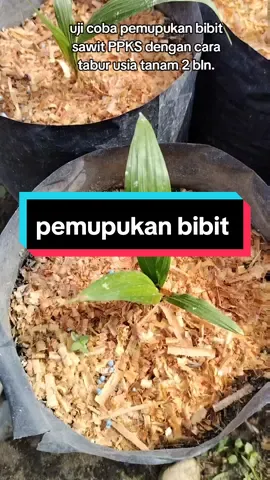rawatlah tanaman mu agar kau dirawatnya.. #fyp #ppksyangambi #petanimuda 