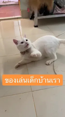 #แมวขาวตัวเหลืองชื่อwhite #hiphop #catsoftiktok #เล่นแบบแมว #แมวขาว #แมวตรัง #แมวจร #แมวหนีเที่ยว #แมวอาบน้ำแล้ว #ตรัง #รัก #น่ารัก #เหงาแหละดูออก 