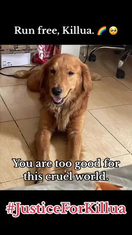 Dear Killua, you are too good for this cruel world. 🥺 If you don’t like them, PLEASE DON’T EVER HURT THEM!!! #JusticeForKillua #dogsoftiktok #goldenretriever 