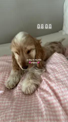 #adayinmylife puppy edition!🫡💗🐾 #Vlog #minivlog #timestamps #dog #fyp #fördig #foryou #Lifestyle 