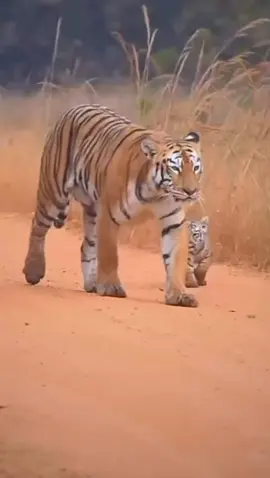 #foryou #harimau #flora #fauna #hewanbuas #babyanimals #fyp #zoo #indonesia #alam #cagaralam #tamansafari #farm #animalfarm #ternak #macan #fyp #foryoupage 