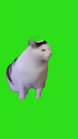 Cat saying Huh! green screen #greenscreen  #meme  #cat