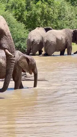 Baby elephant Phabeni goes swimming with his herd! Can you spot him? 💦💦 #elephant #babyelephants #elephantorphanage #phabeni #southafrica #babyanimals #elephants 