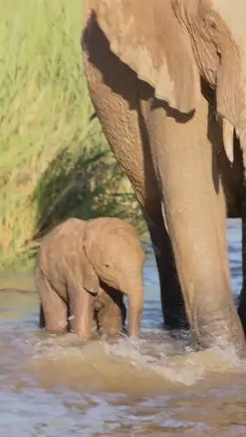 A newborn elephant is trying to cross a river - a new life and there are few animals as cute as a newborn baby elephant. This little calf couldn't have been more than two weeks old, and in the middle of summer he had to endure a raging river, raging at least for his size. This little calf will be completely dependent on mom for the next 2 years until it is fed on mom's milk as it grows the more adventurous it becomes, but at this age it is extremely vulnerable even to prey lions and hyenas, but with mom and the herd nearby this little one is as safe as possible.