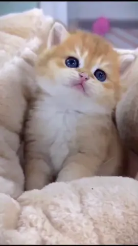 🥰🥰#cat #catslovers #cats #catsoftiktok #kittens #foryou #foryoupage #pet #meow #cute #funnyvideos 