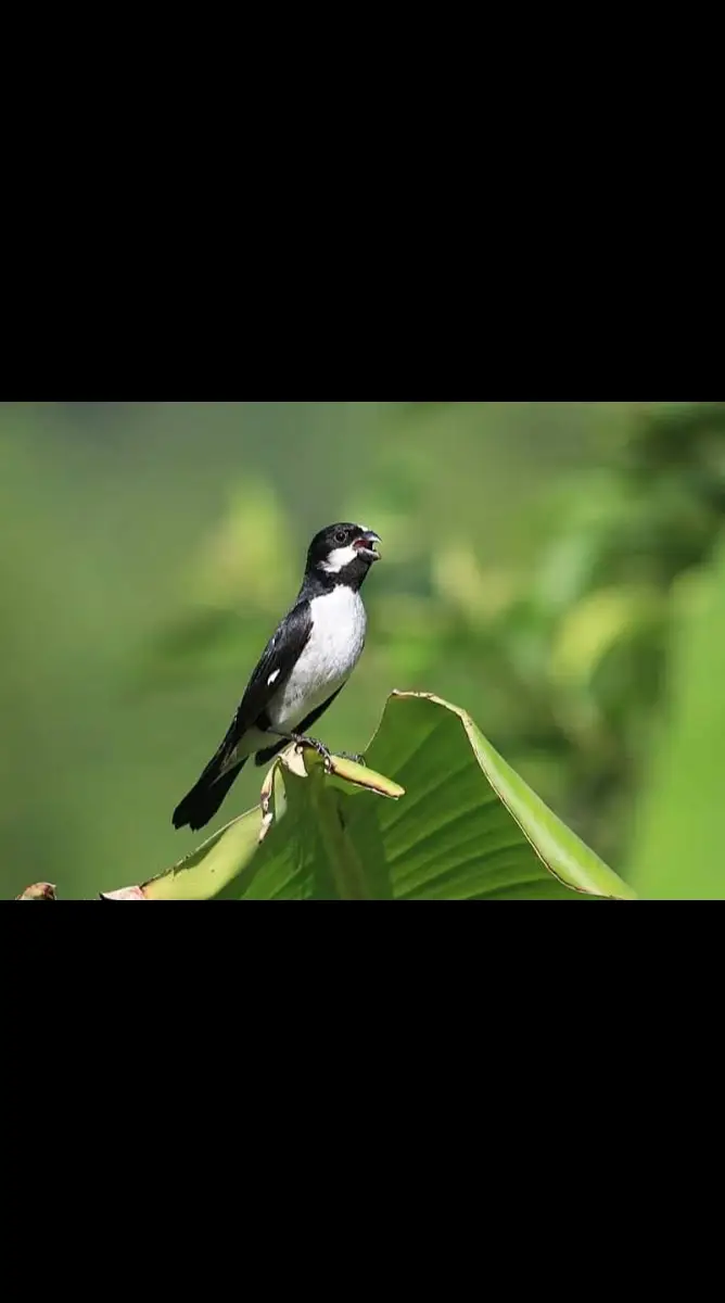 Bigodinho cantando #bigodinho #fypシ゚viral #tik #tiktokviral #tiktok #coleiro 