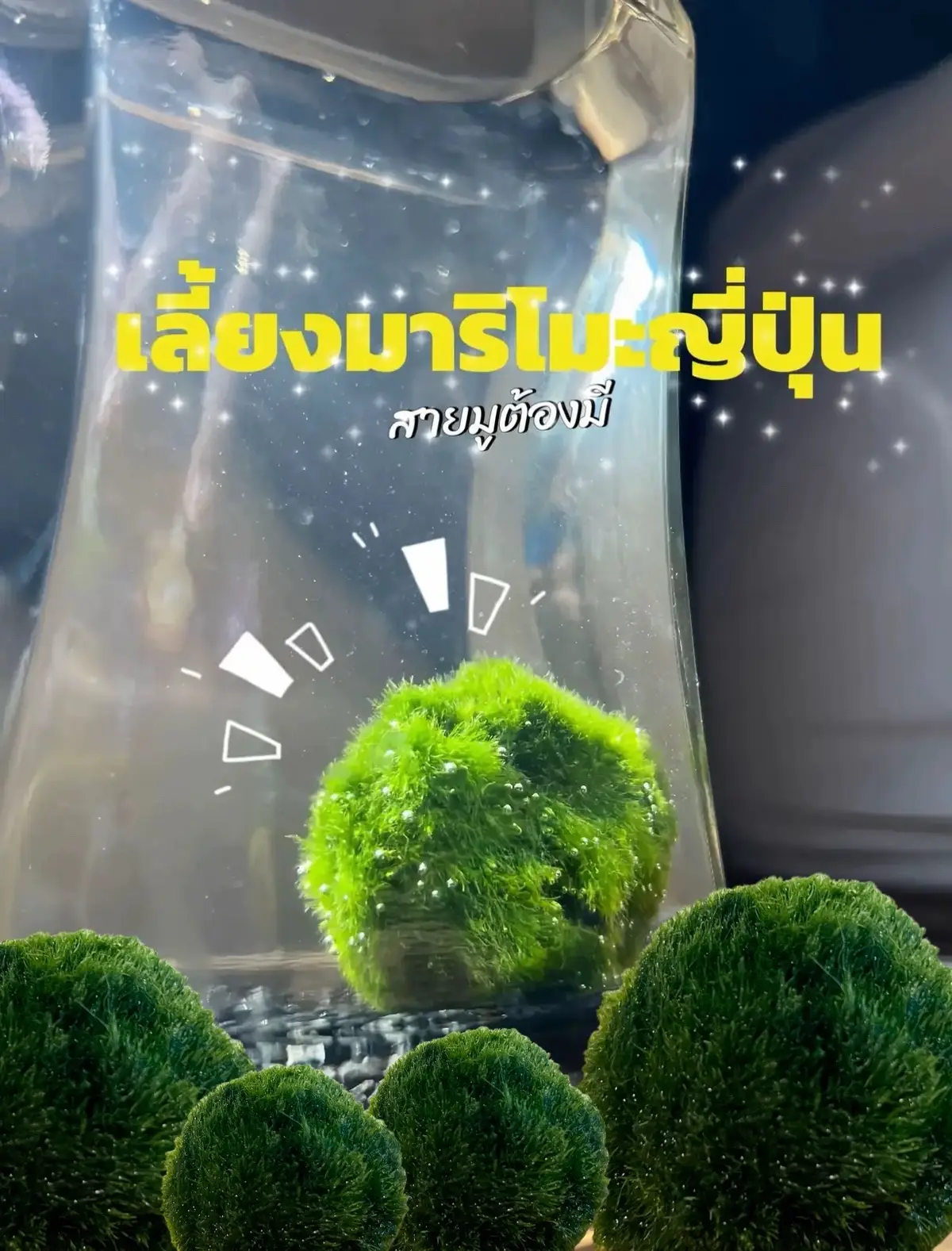 #มาริโมะ #มาริโมะสาหร่ายนำโชค #ติดเทรนด์ #ป้ายยากับlemon8 #กระทู้ถามตอบ #ของต้องมี #สายมู #มูเตลู #ของฝากสายมู #มูเตลูเสริมดวง 