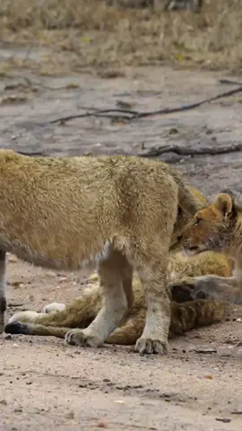 The best moments of my life Some of the best times of my life have been spent with lions of all ages in the wilds of Africa. These two young siblings certainly did not disappoint and put on a great show for my customers. Enjoy the candid but incredibly cute mayhem 🦁