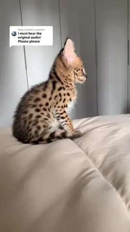 Replying to @Brent  Serval Kitten speaking !😍 #serval #savannahcat 