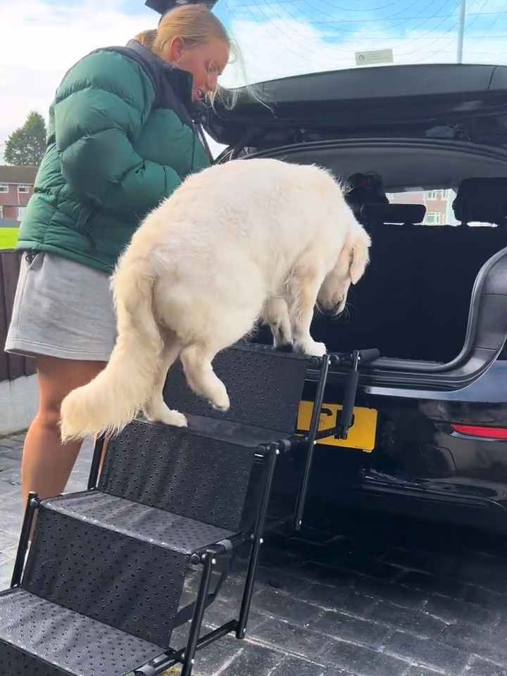 Compact Folding Dog Steps - Lightweight, easy to use.  Simple folding design, ideal for heavy dogs, oldies or those with joint issues.  Takes up less space in your car boot. Check our store! #Dog #dogsoftiktok #olddog #Dogs  #fyp #fypシ #foryoupage