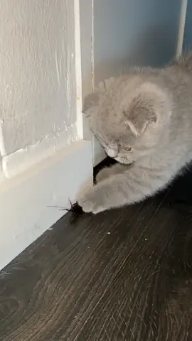 Mochi vs cockroach. no need to buy interactive cat toys 🤍