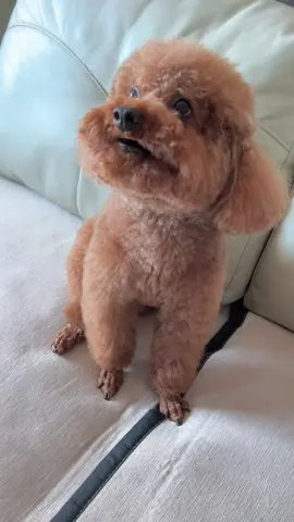 #cunyeu #fyp #dog #cute #pet #poodle #thucung #bunquystoc 