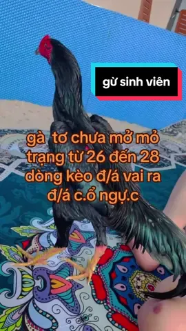 gà tơ chưa mở mỏ trạng từ 26 đến 28 #quyếtchiến #gà_chọi_việt_nam #xuhuongtiktok #gàchoivietnam🇻🇳 #gàchoivietnam🇻🇳 #gà_chọi_việt_nam #gà_chọi_việt_nam #gà_chọi_việt_nam 