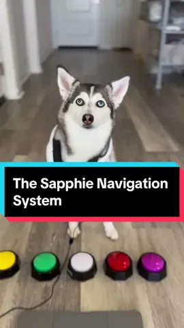 The Sapphie navigation system: programmed to always bring you back home😂😂😂 #smartdog #funnydog #dogsoftiktok #dogs #fyp 